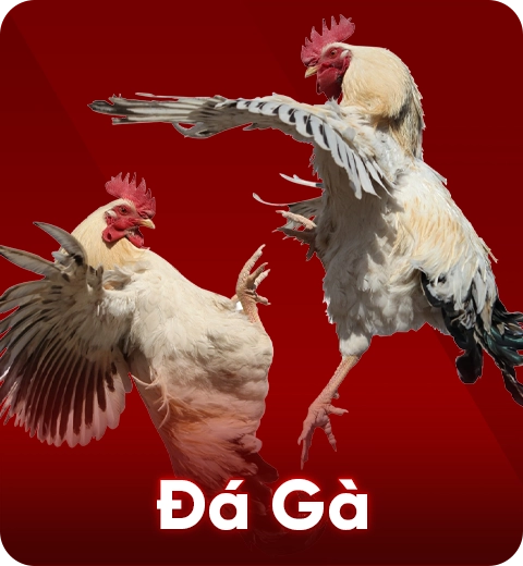 Đá Gà (2)