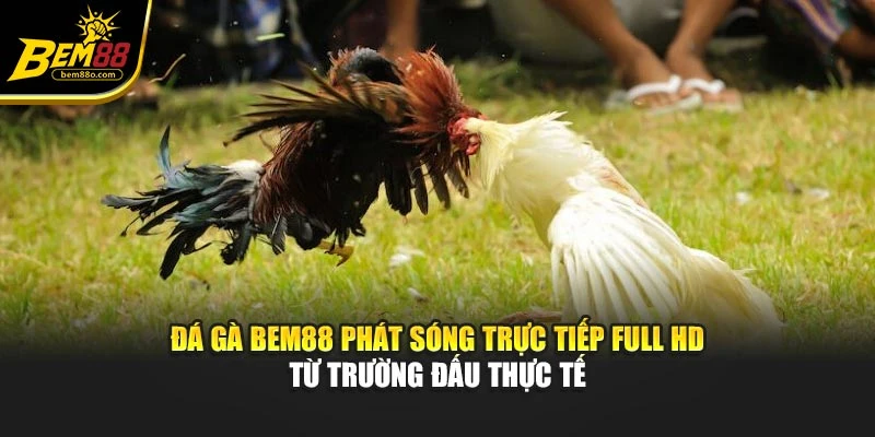 Đá gà Bem88 phát sóng trực tiếp Full HD từ trường đấu thực tế