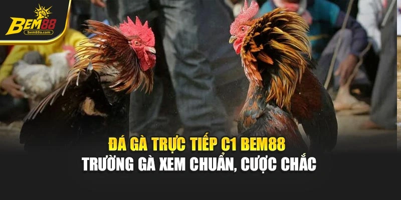 Đá Gà Trực Tiếp C1 Bem88 - Trường Gà Xem Chuẩn, Cược Chắc