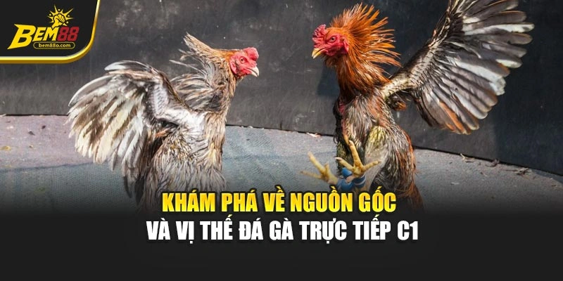 Khám phá về nguồn gốc và vị thế Đá gà trực tiếp C1