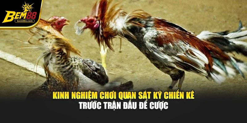 Kinh nghiệm chơi quan sát kỹ chiến kê trước trận đấu để cược