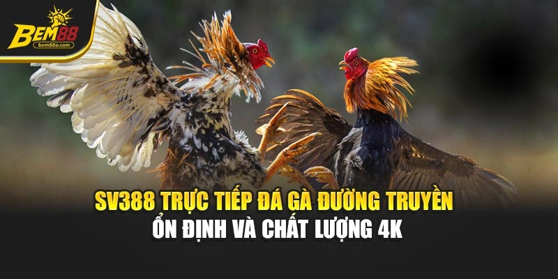 Sv388 trực tiếp đá gà đường truyền ổn định và chất lượng 4K